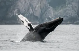 Juneau Wildlife Whale Watching & Mendenhall Glacier