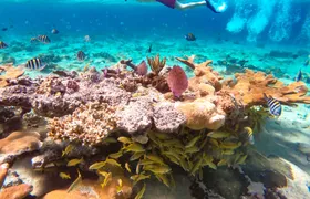Pearl Island beach escape tour with lunch and snorkeling
