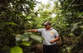 Coffee farm guided tour