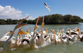 Day trip on Bahir dar. To visit lake tana monasteries and Blue Nile Falls.