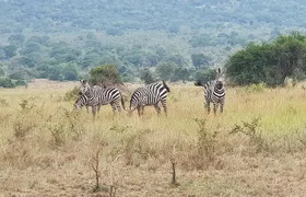 One-day Akagera National Park Game Drive with a Choice 4x4