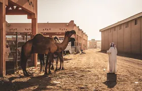 Al Ain: A Romantic Journey Through Iconic Landscapes