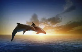 Dolphin watching tour from RIU Atoll and RIU Palace Maldivas