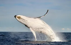 Whale discovery tour