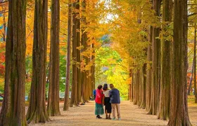 [Private Tour] Nami Island+Morning calm Garden+Petite France