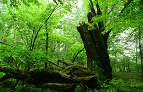Fuji Forest Hiking 4 hr Tour with a Nature Guide with Transfer