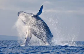 Snorkeling tour and whales watching - Machalilla National Park