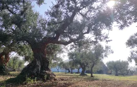 Olive oil tour and tasting in Itria Valley