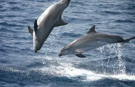 Dolphin-watching and Tarifa tour