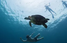 Los Tuneles Day Tour: Snorkeling, Exploring and Swimming With Wildlife