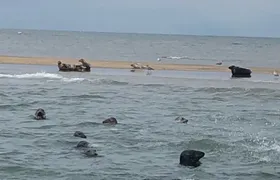 Scroby Sands Seal Watching