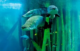 Zaragoza Aquarium Admission Ticket