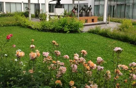 Private Virtual Tour of the Bulgarian Roses and Rose Oil