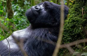 2 Days Uganda Gorilla Trek from Kigali