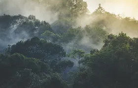 Half-day Langkawi rainforest trekking