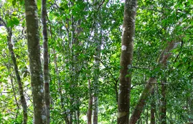Sinharaja Forest Reserve hike with a local guide