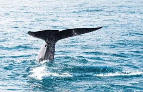 Whale & Dolphin Watching Boat Trip with Trincomalee Tour from the East Coast