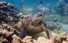 Turtle Tour - Ningaloo Reef Half Day Sea Kayak and Snorkel Tour