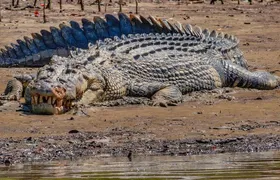 Solar Whisper Daintree River Crocodile and Wildlife Cruise