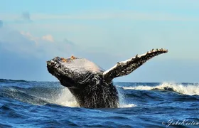 Whale, Dolphin & Penguin Island Cruise 