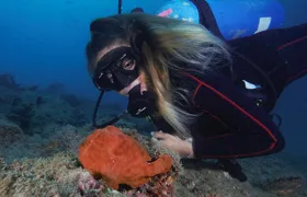 Diving tour in Isla del Caño for certified divers