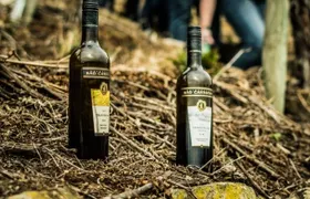 Guided wine walk with wine tasting near Stuttgart