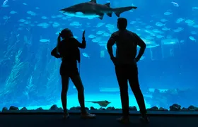 Poema del Mar Aquarium and bus transfer package