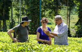 Half Day Thekkady Tea Trail Tour