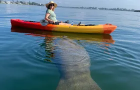 Sarasota Mangrove Tunnel Guided Kayak Adventure