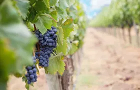 Winery and Pamukkale sunset guided tour with pick-up and dinner