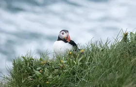 Puffin tour Iceland: Húsavík whale watching and puffins