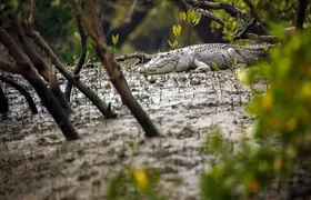 Goa Mangroves & Crocodile Tour