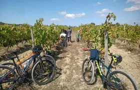 Bairrada vineyards bike tour with tastings from Coimbra