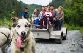 Wilderness Dog Sled Ride and Tour in Seward