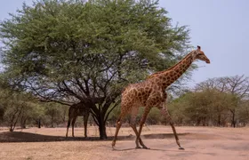 Half-day Bandia reserve safari from Pointe Sarène