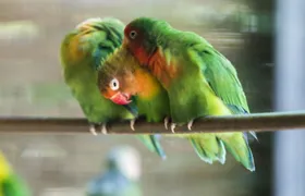 Zoo al Maglio day pass
