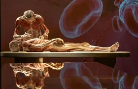 BODY WORLDS exhibition in Chemnitz