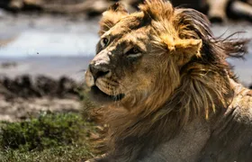 Mikumi National Park one-day safari with flights from Zanzibar