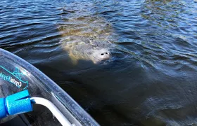 Manatee Season Clear Kayak Tour of Tarpon Springs