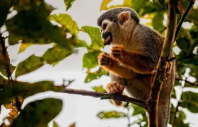 4-Day Cuyabeno Wildlife Reserve Adventure