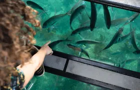 Glass Bottom Boat Whitianga Cathedral Cove Cruise