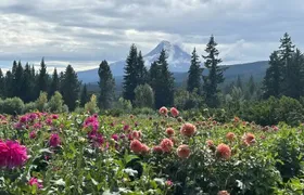 Mt Hood Day Trip from Portland to Multnomah Falls and Hood River