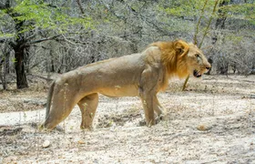 Nyerere National Park two-day safari with bush walk and boat cruise