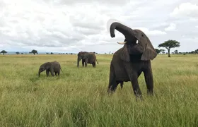 2 nights 3 days safari to mikumi national park