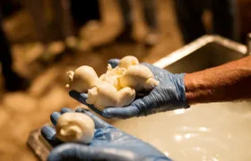 Guided mozzarella production experience with tasting in Atena Lucana