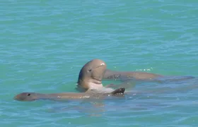 Snubfin Dolphin Eco Cruise from Broome