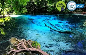 Jungle Tour to Emerald Pool, Krabi Hot Spring and Tiger Cave Temple