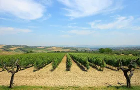 Visit the Marchesi de Cordano winery and taste its wines