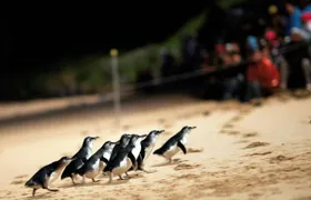 Phillip Island Penguin Parade small-group tour