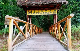 Bintan Mangrove Discovery Tour 